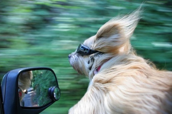 car window net for dogs